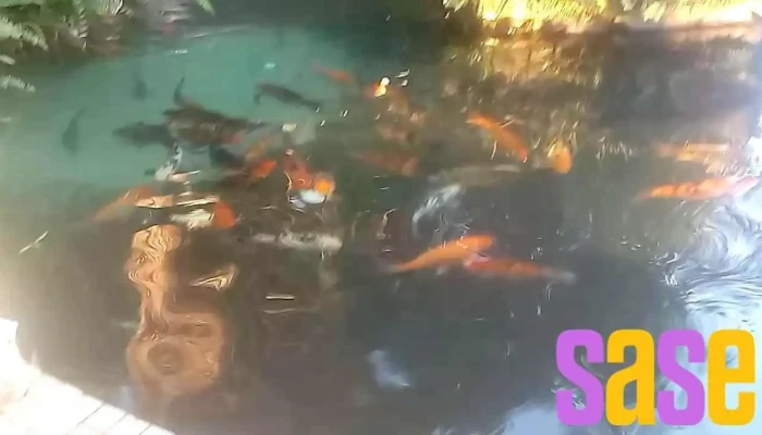 Ceel Aguas -  Videos - Eldorado