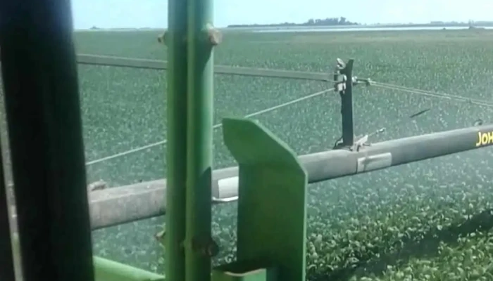 Chanar Ladeado Videos - Chañar Ladeado