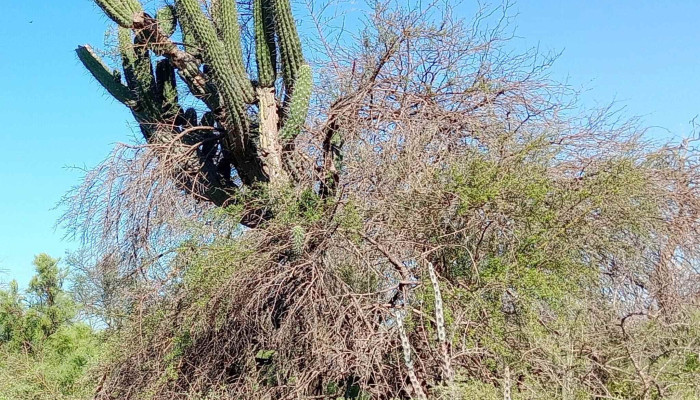 Los Telares -  Instagram - Los Telares